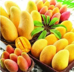 African Mango Seed Extract