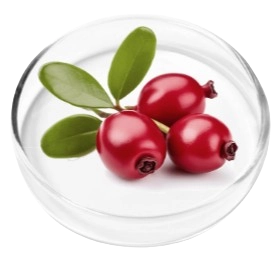 Bearberry