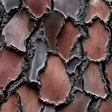 French Maritime Pine Bark