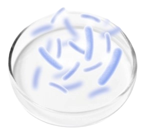 Probiotic Blend