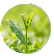 Prosta Peak Green Tea Extract