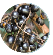 Saw Palmetto