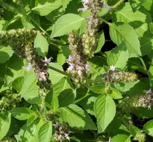 Tulsi 